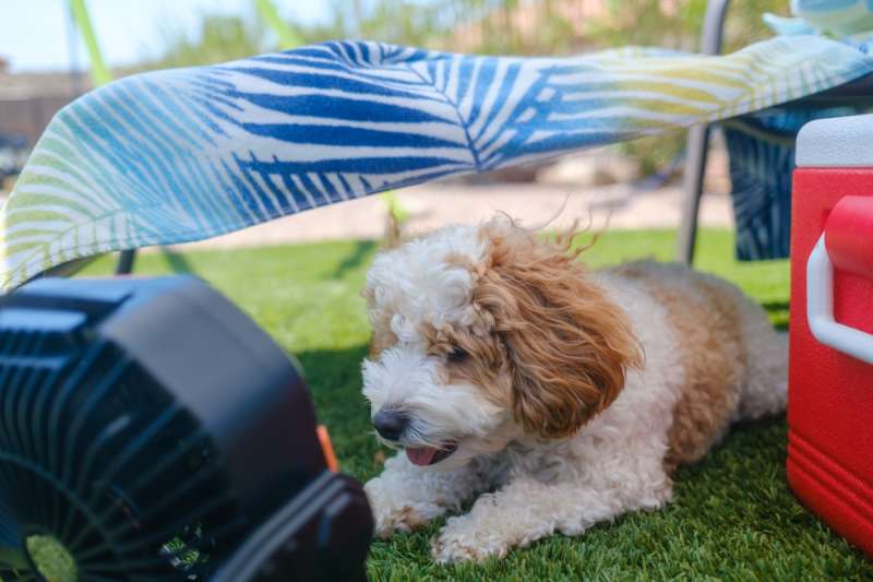OGERY F21 Camping Fan 1