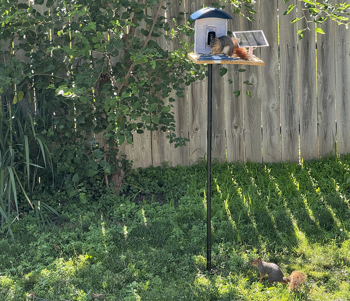 sehmua feeder 3