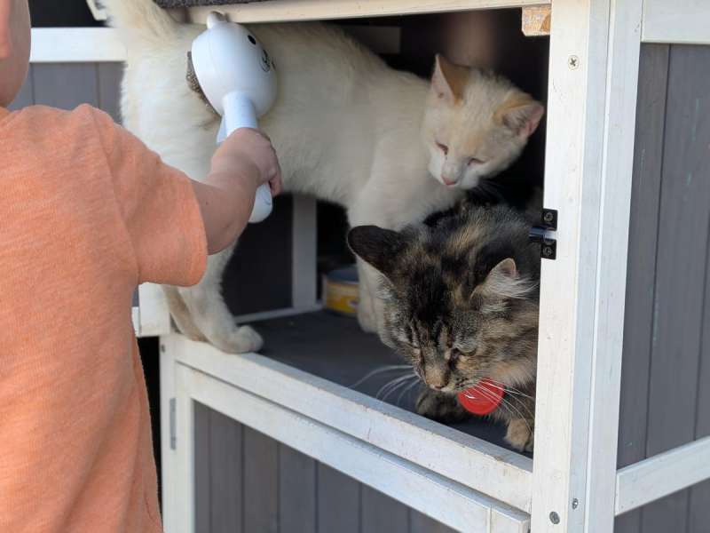 feelneedy catsteambrush 17