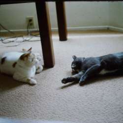 hp filmscan 16h
