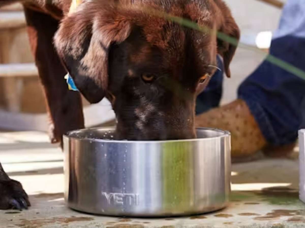 Boomer™ 4 Dog Bowl 2