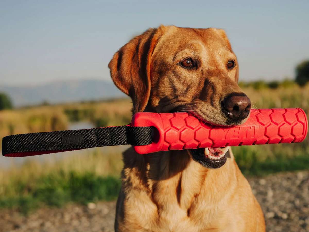 YETI™ Dog Bumper
