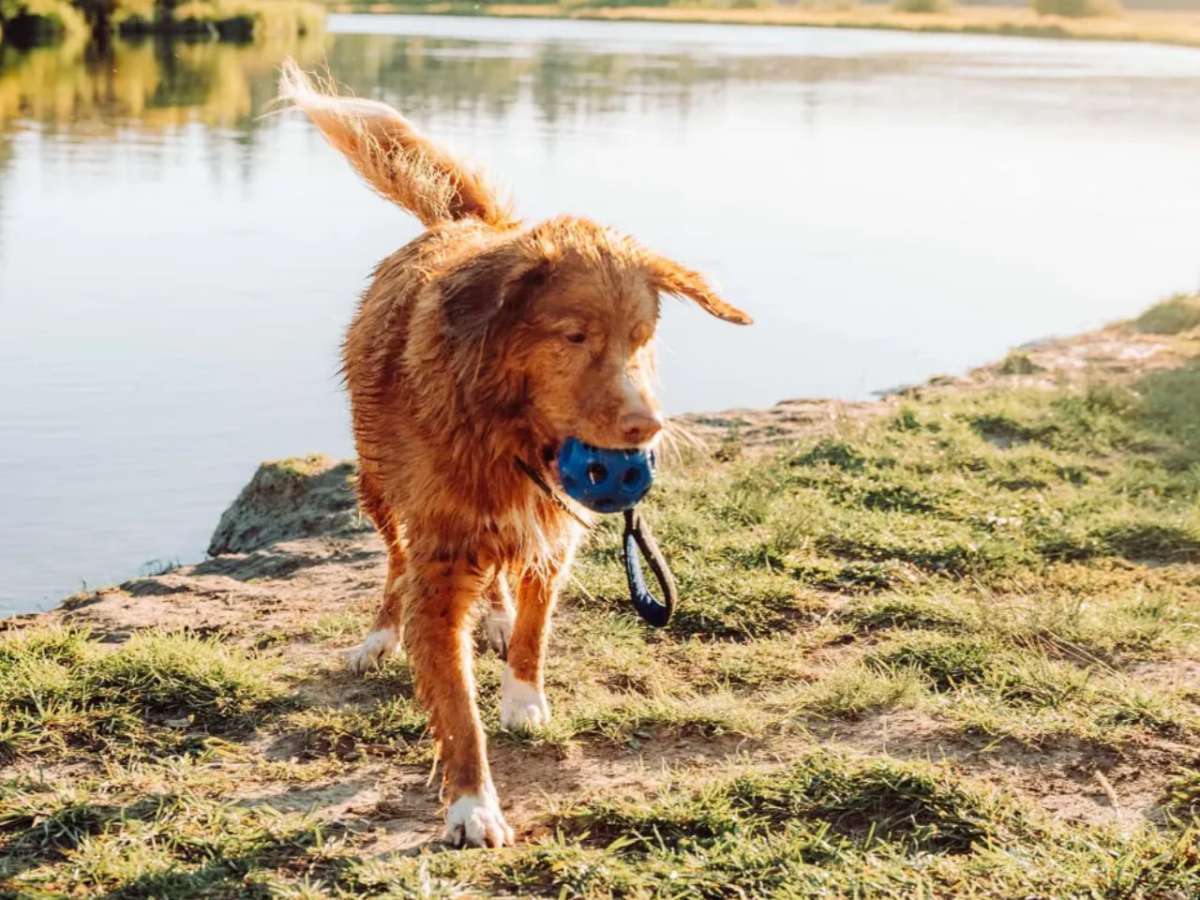YETI™ Dog Bumper 5