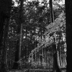 Ricoh GR IV Monochrome Camera Buy Now