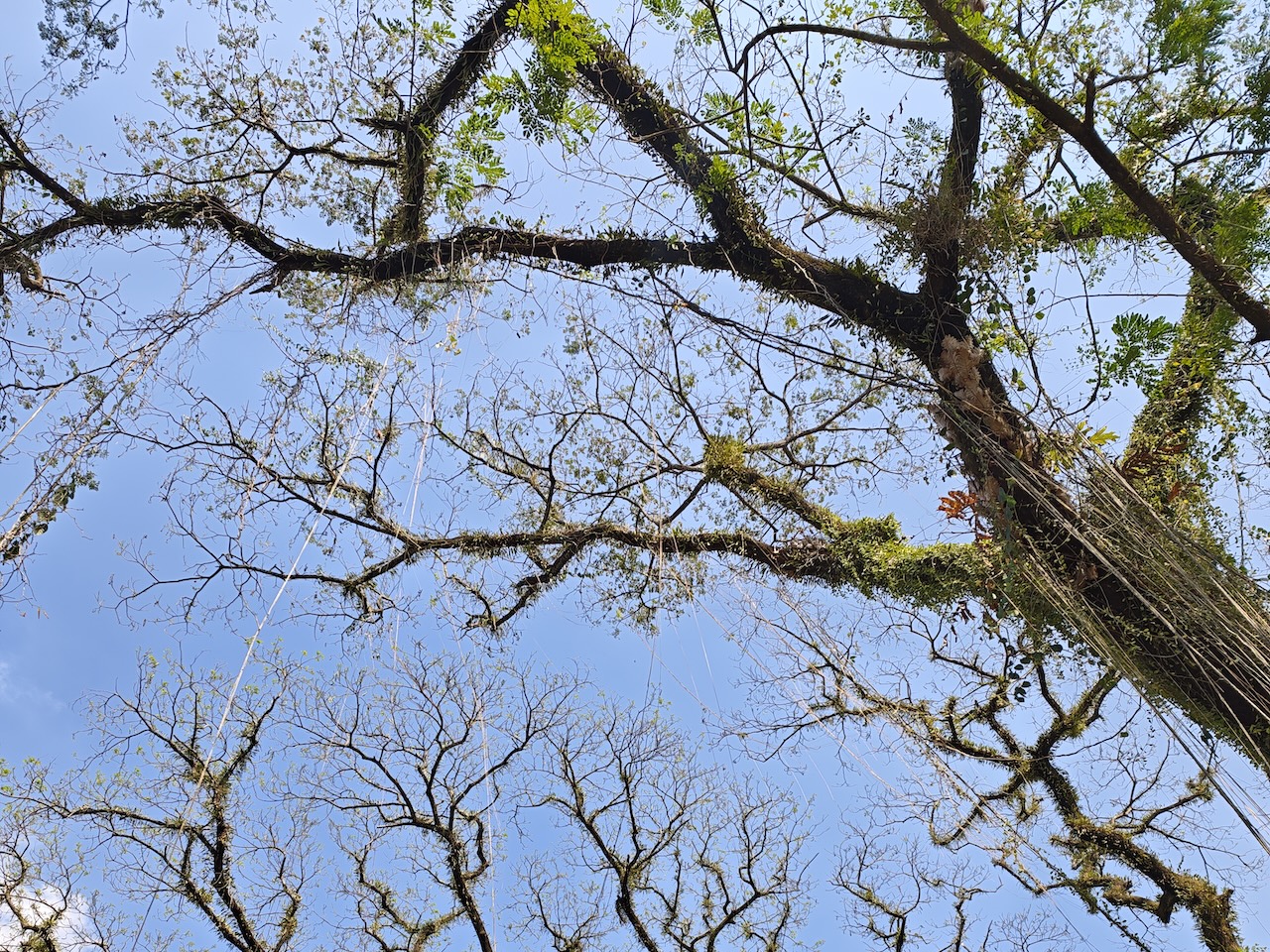 Xiaomi 17 Hands on and Review Daylight Photo