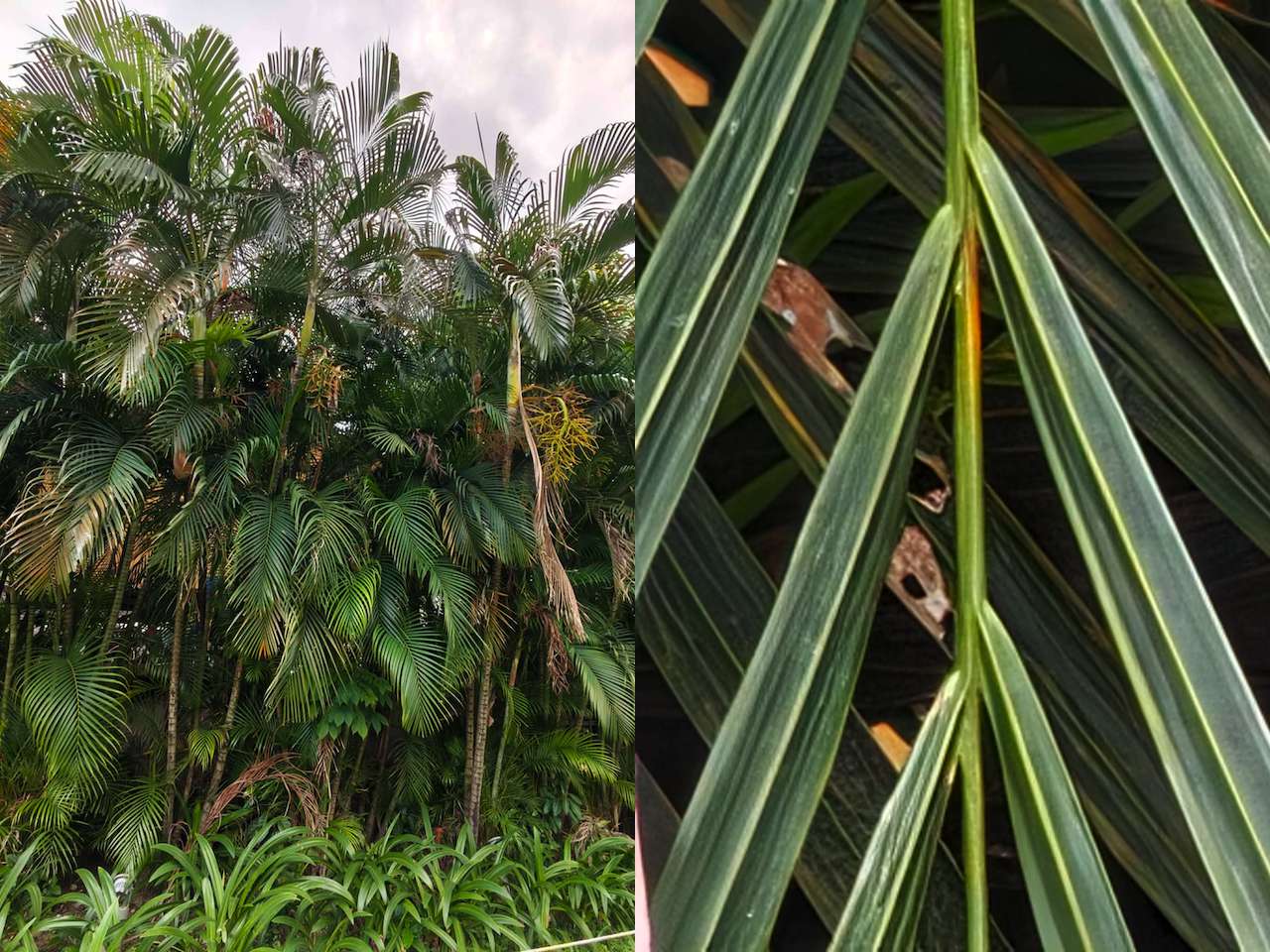 Xiaomi 17 Photo Daylight 60x Zoom