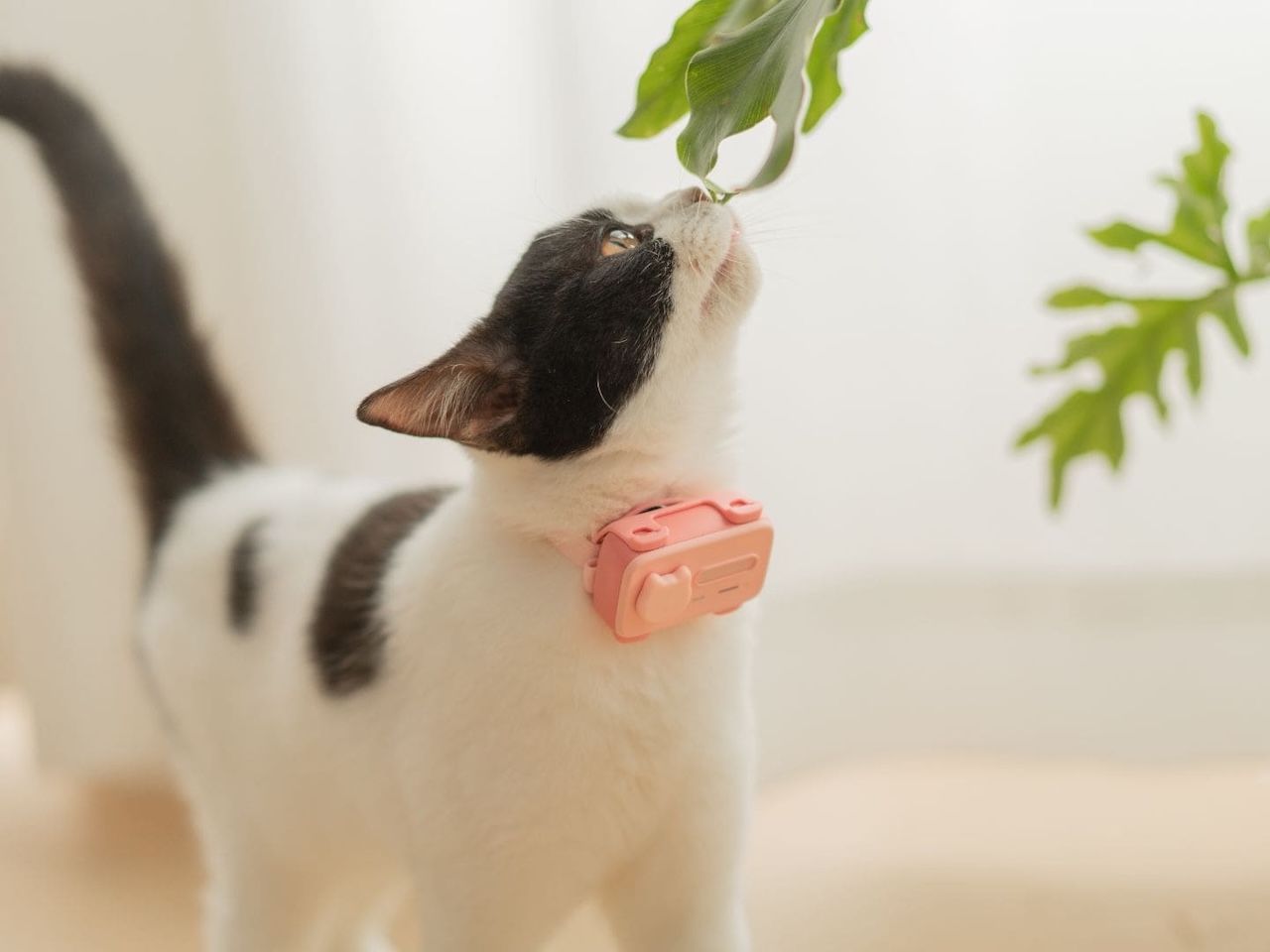 PetPhone Smartphone for Pet Price