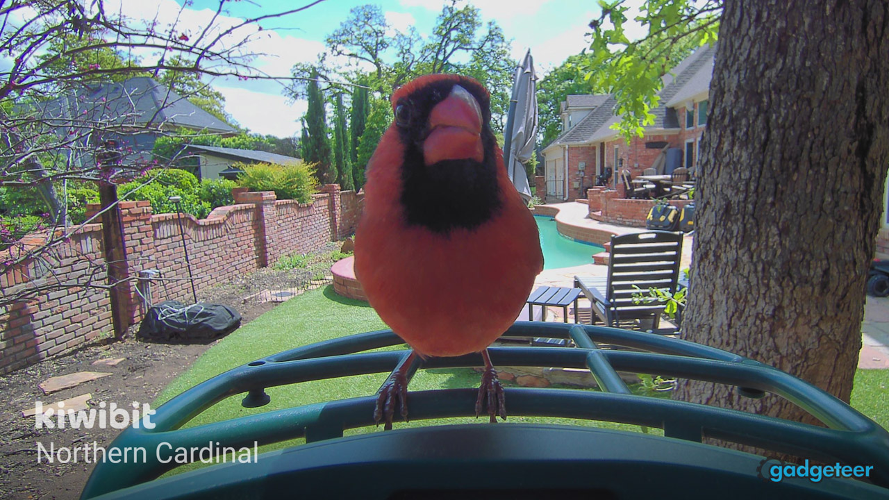 Northern Cardinal perched on the Kiwibit Bird Feeder 2 captured in 4K by the built-in camera