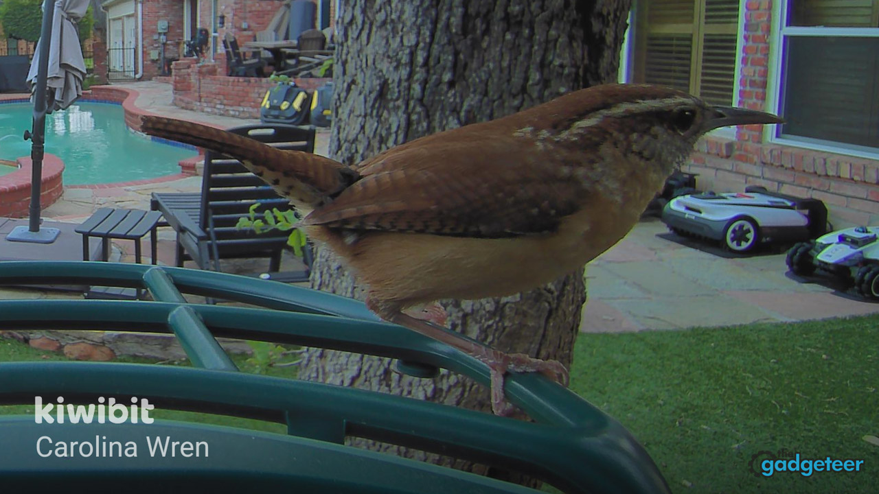 Northern Cardinal perched on the Kiwibit Bird Feeder 2 captured in 4K by the built-in camera