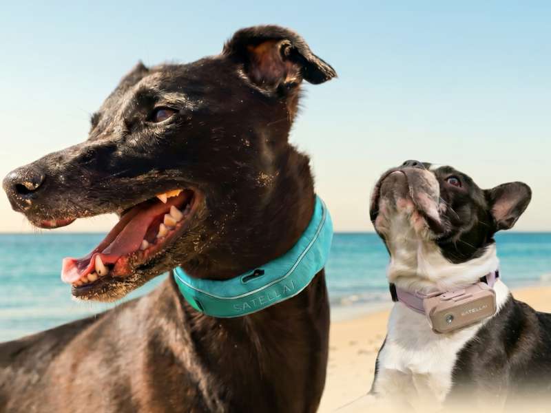 Two dogs at the beach wearing SATELLAI's two smart collars: the teal SATELLAI Collar and the lavender Collar Go GPS tracker.