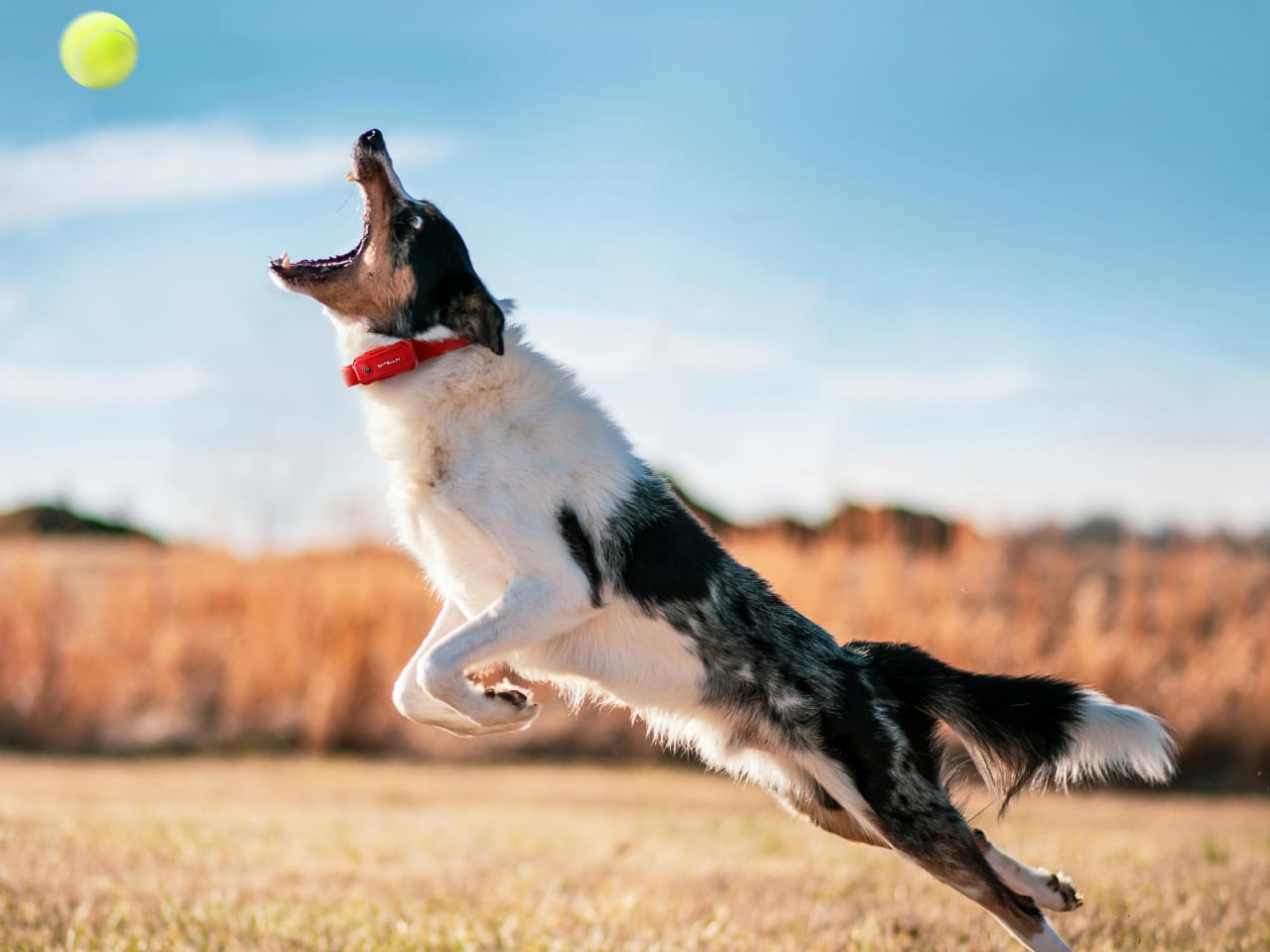 SATELLAI Collar Go 4