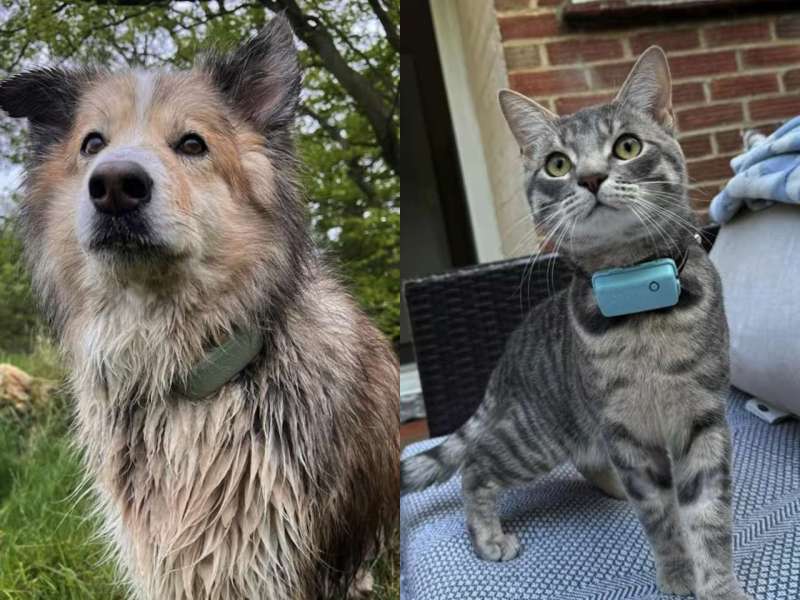 Tractive Pet Collar