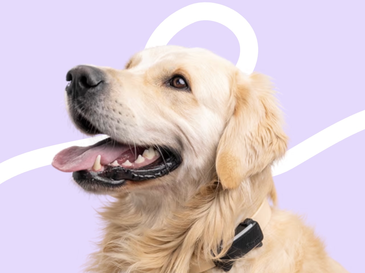 Tractive Pet Collar