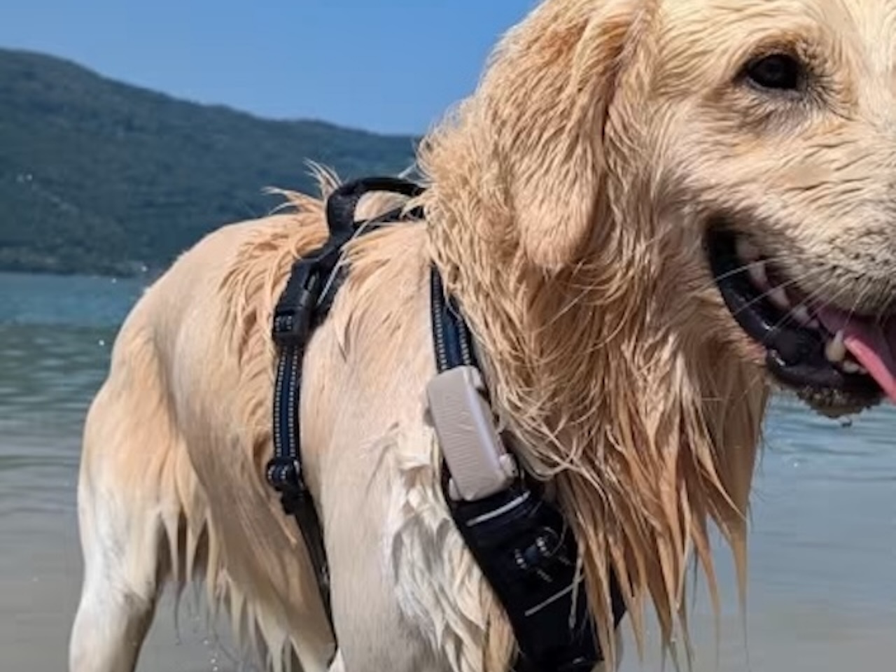 Waterproof Tractive Pet Collar