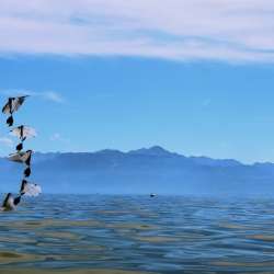 Puffin-Inspired Robot Flies Swims Robotics