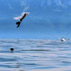 Puffin-Inspired Robot Flies Swims Robotics