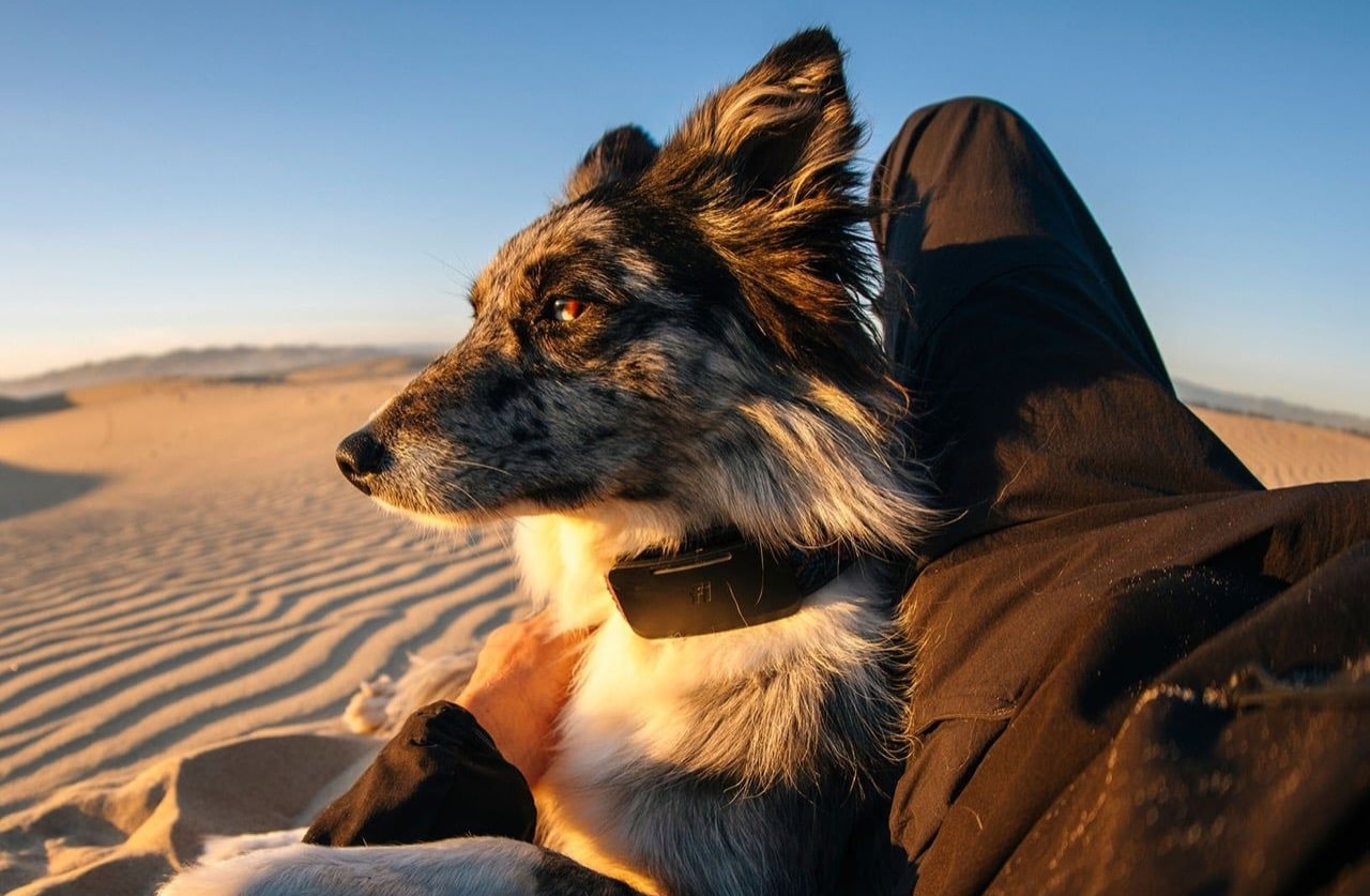 Fi Ultra Dog Tracker Review
