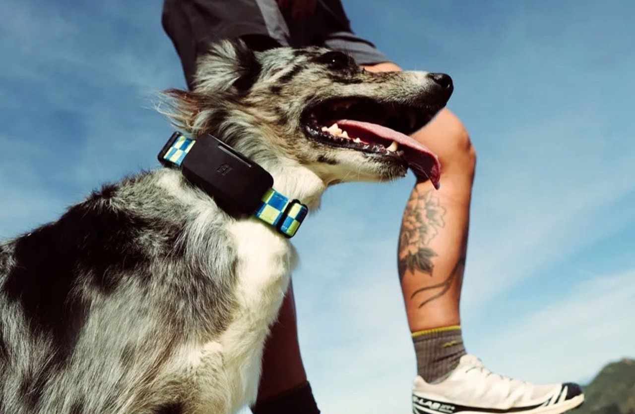 Fi Ultra Dog Tracker Where to Buy
