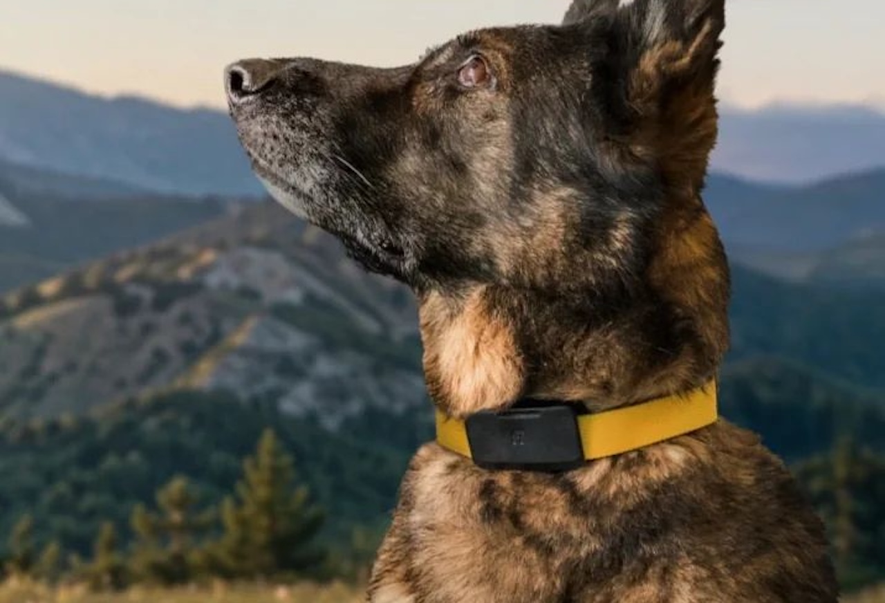 Fi Ultra Dog Tracker
