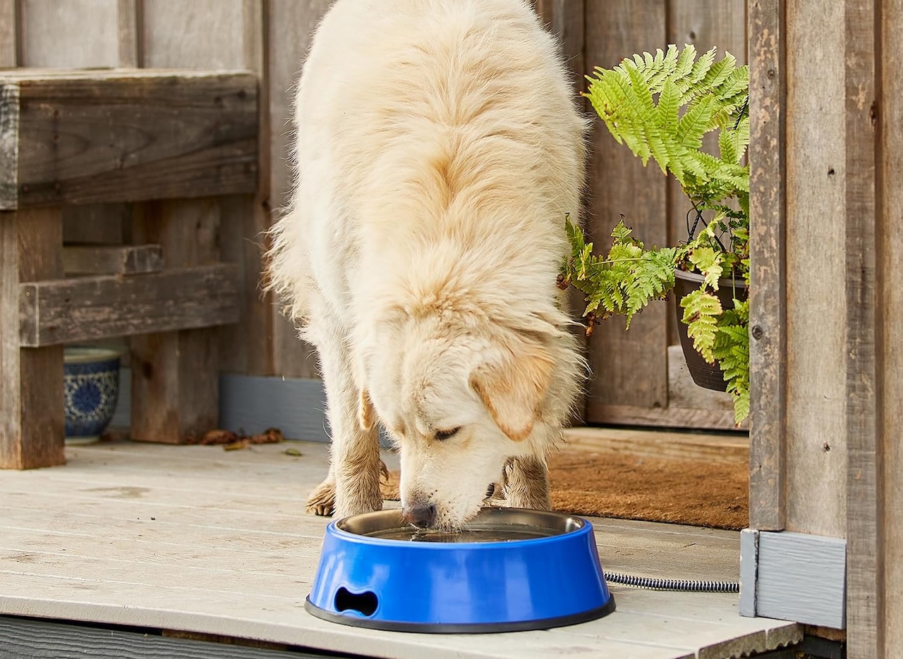 Farm Innovators SB-60 Signature Series 5.5 Quart Electric Heated Pet Water Bowl