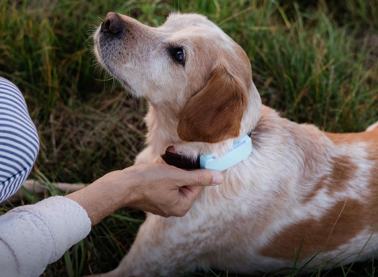 Tractive Smart Dog GPS Tracker