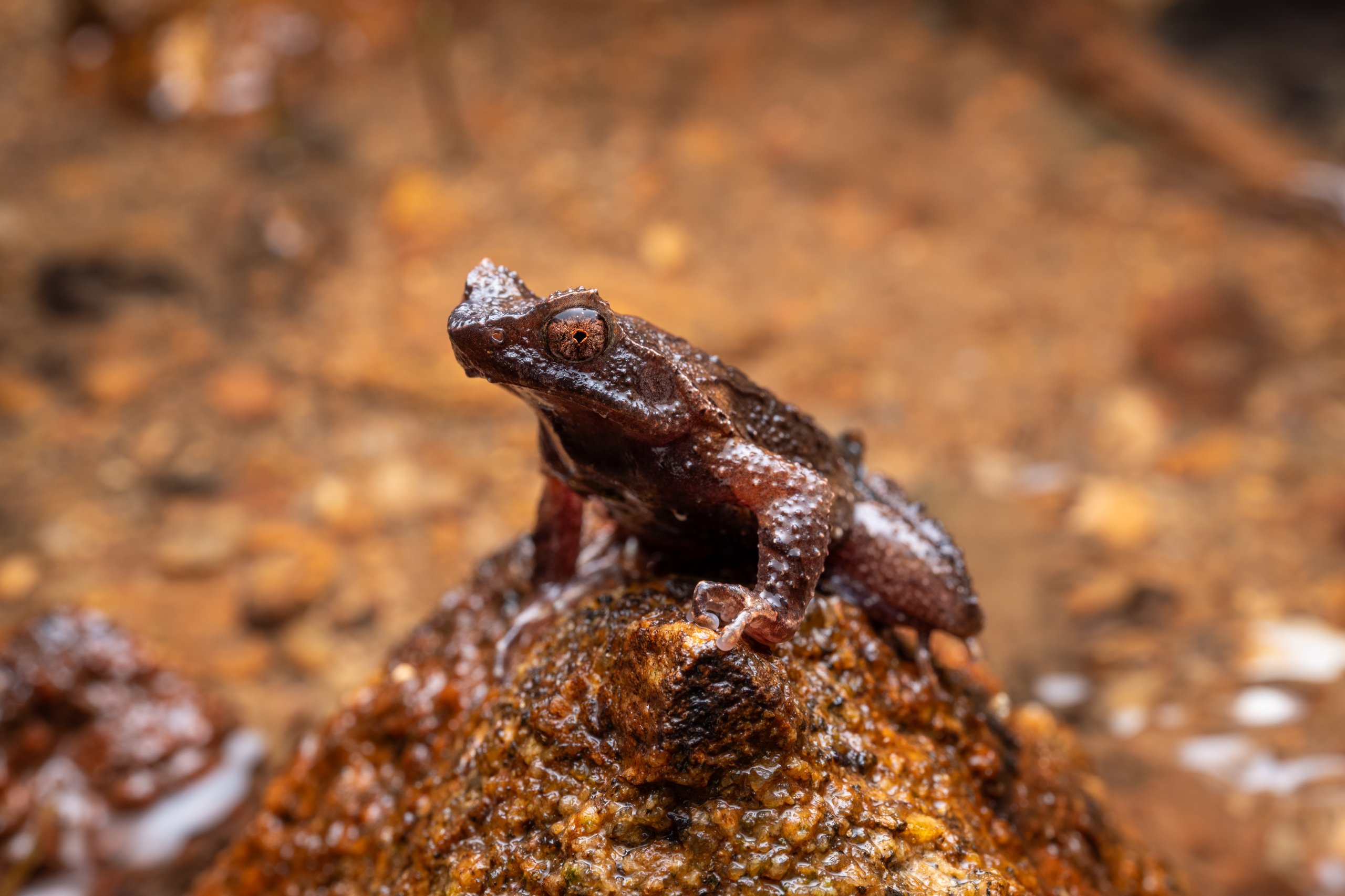 Brown frog perched on a wet rock against a softly blurred brown background.